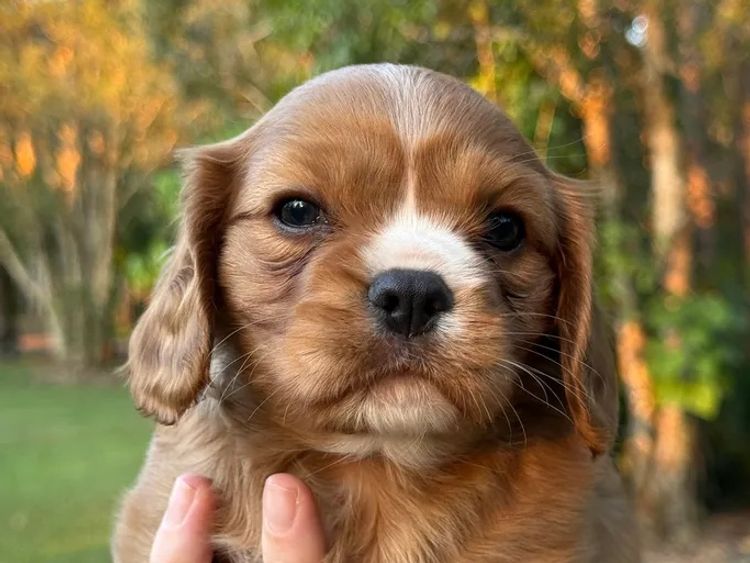 Sunshine Coast Puppies - Cavalier