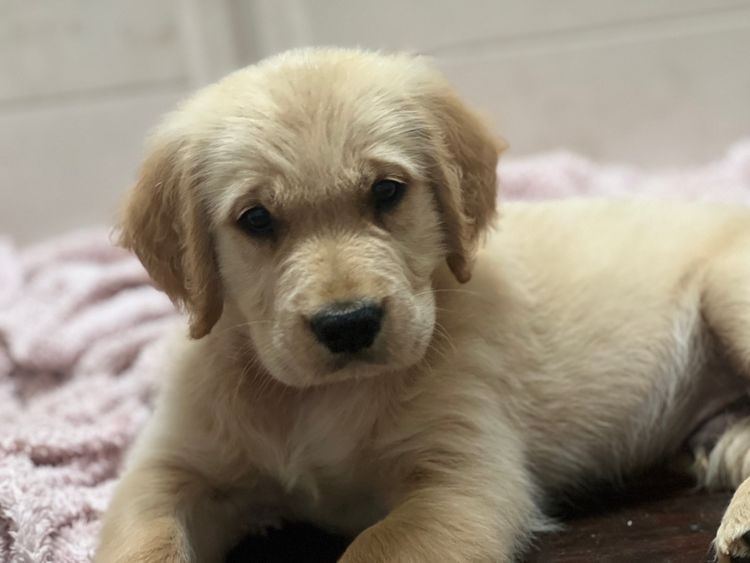 Kefii Golden Retrievers