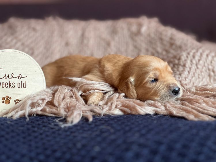 Kefii Golden Retrievers