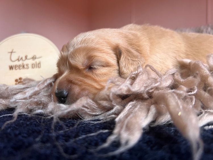 Kefii Golden Retrievers