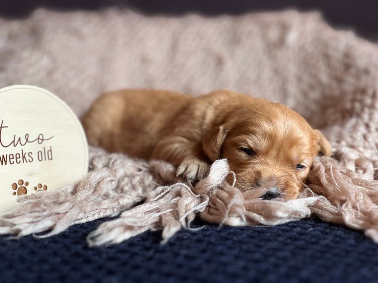 Kefii Golden Retrievers