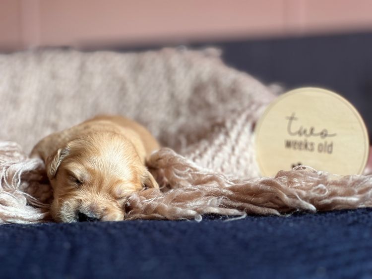 Kefii Golden Retrievers