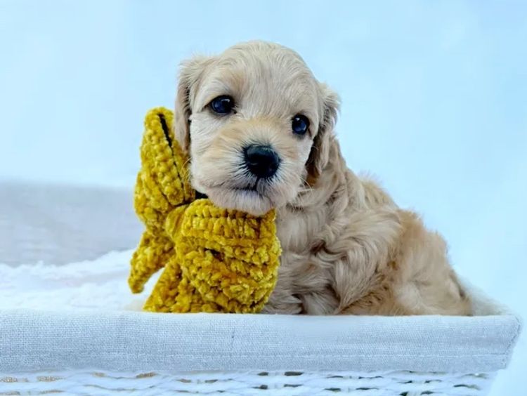 Oodles and Poodles F1BB Toy Cavoodles