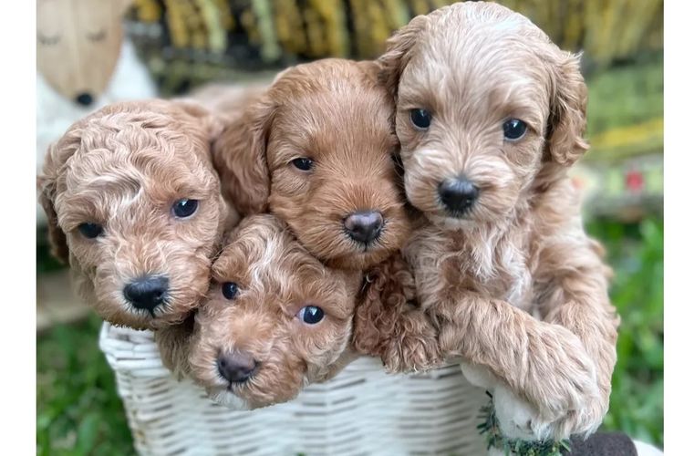 Oodles and Poodles F1BB Toy Cavoodles