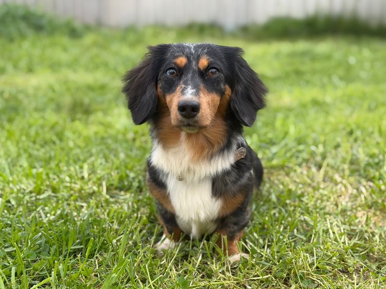 Little Leg Weiners - Mini Dachshunds