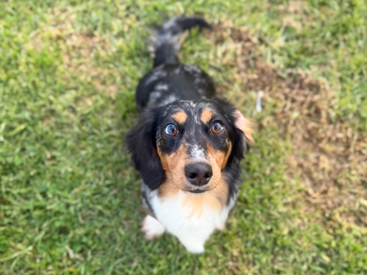 Little Leg Weiners - Mini Dachshunds