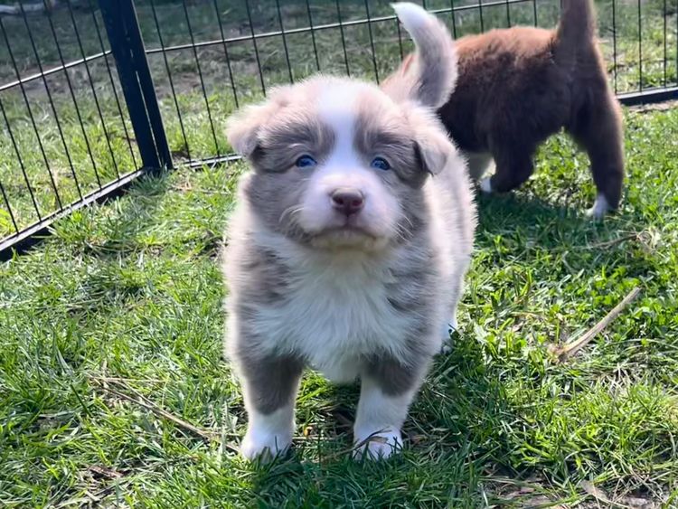 Best Border Collies