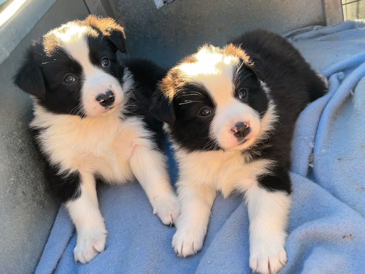 Best Border Collies