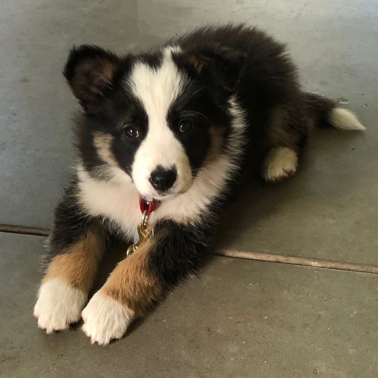 Best Border Collies