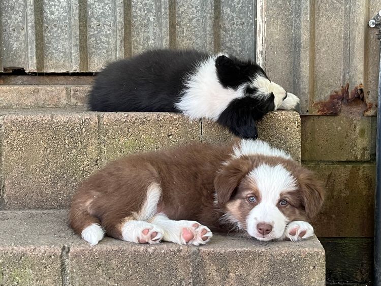 Best Border Collies
