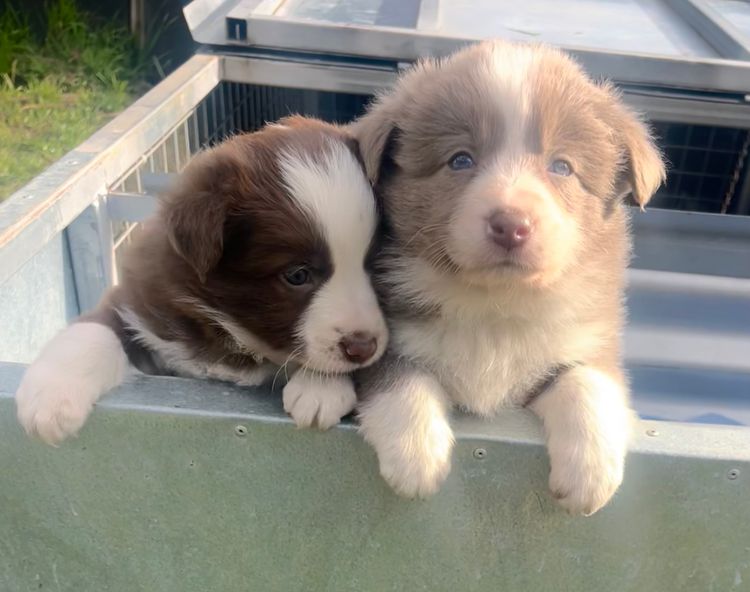 Best Border Collies
