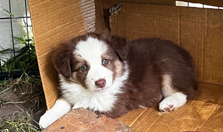 Best Border Collies