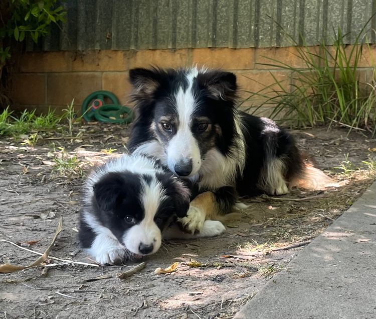 Best Border Collies