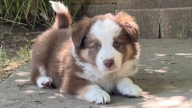 Best Border Collies