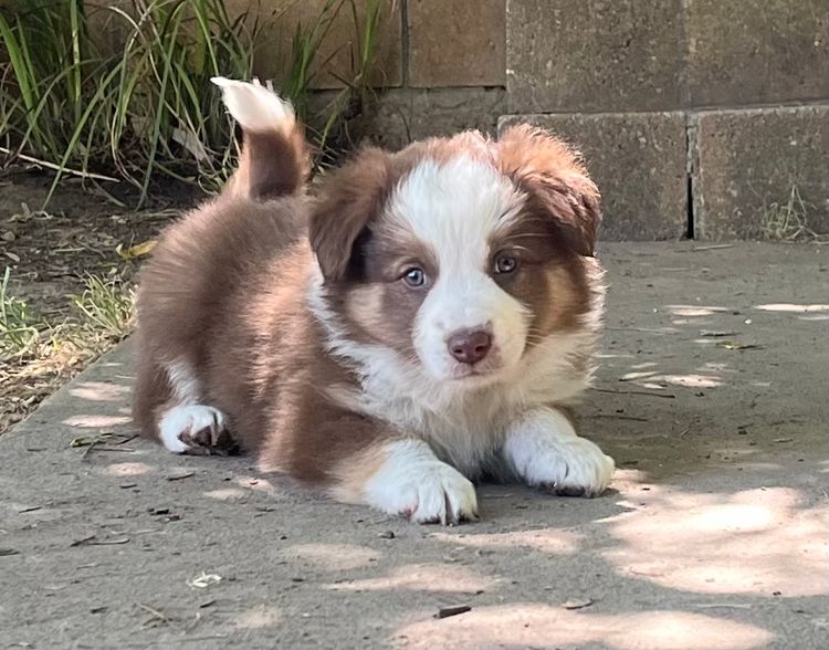 Best Border Collies