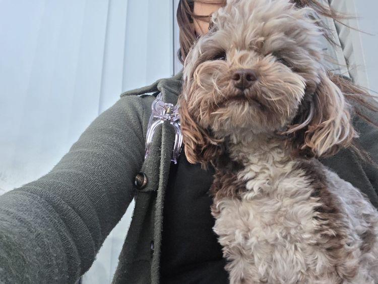 Oodles of Adelaide - Cavoodles