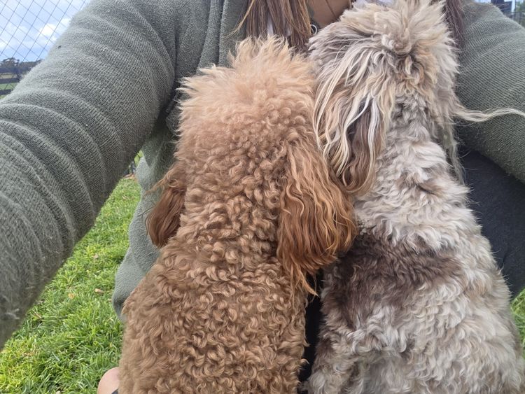 Oodles of Adelaide - Cavoodles