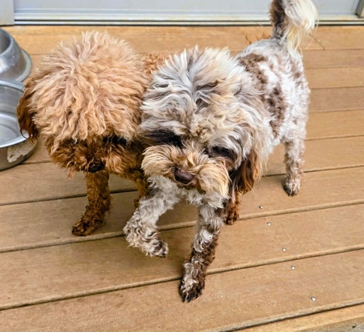 Oodles of Adelaide - Cavoodles