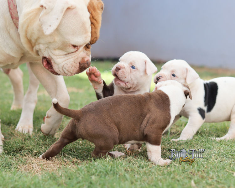 Built Tuff Bulldogs