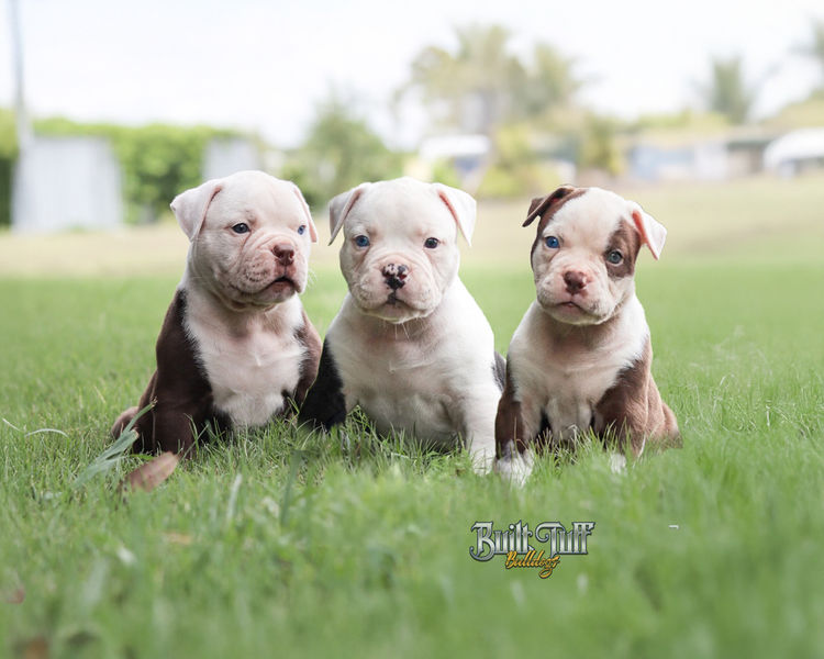 Built Tuff Bulldogs
