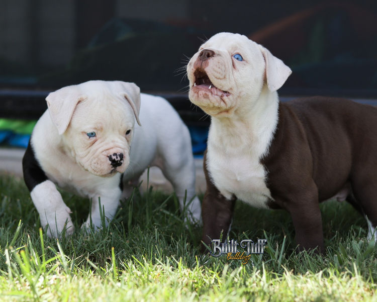 Built Tuff Bulldogs