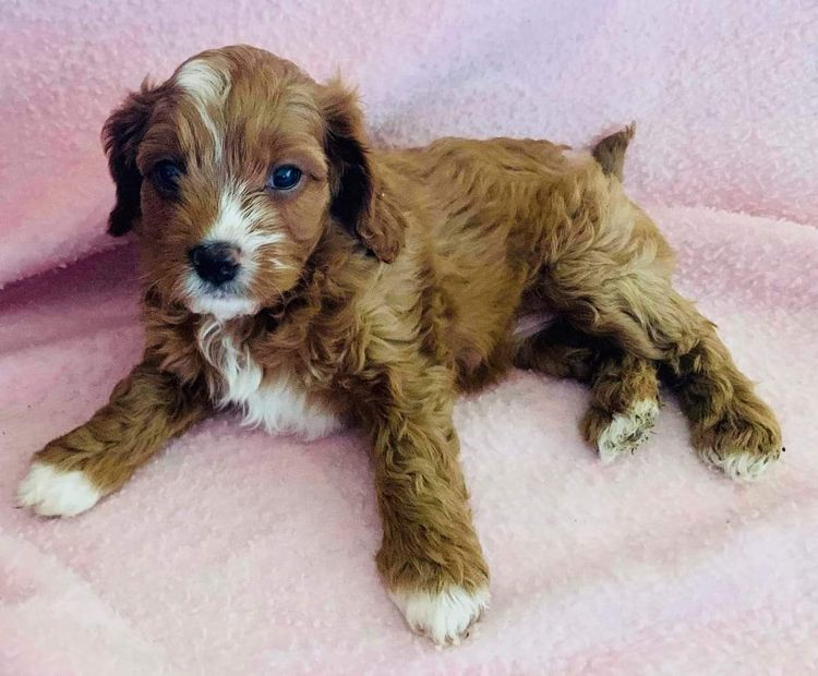 azzacavs cavoodles