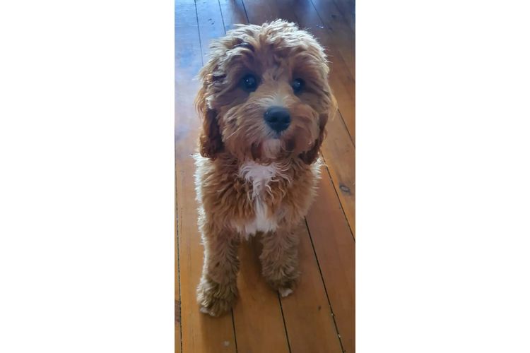 azzacavs cavoodles
