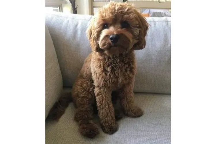 azzacavs cavoodles