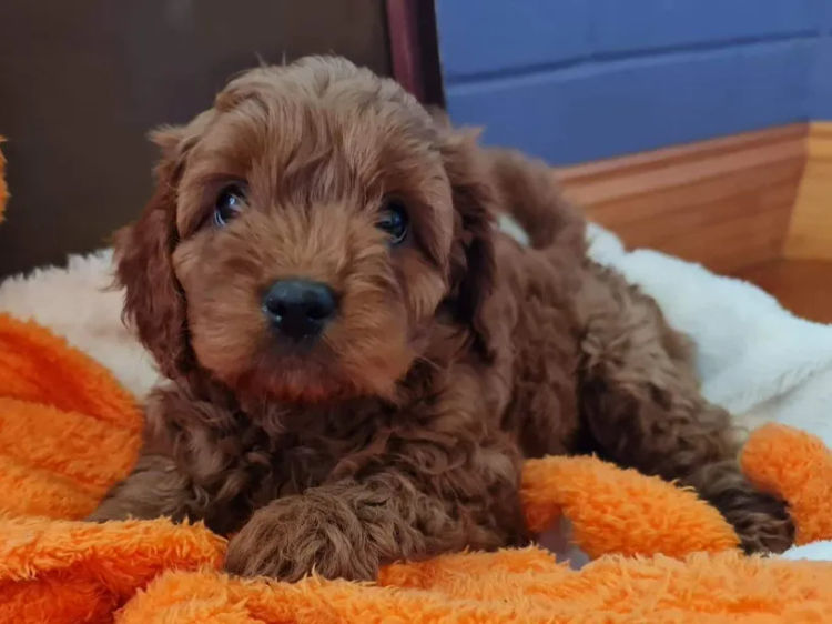 azzacavs cavoodles