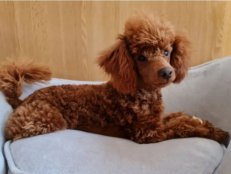 azzacavs cavoodles