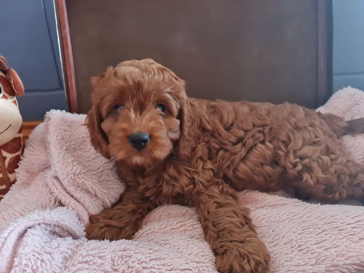 azzacavs cavoodles