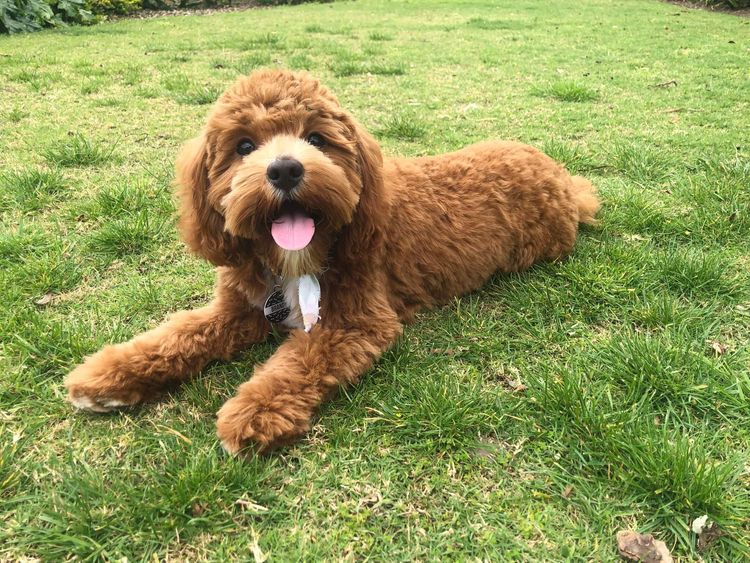 azzacavs cavoodles