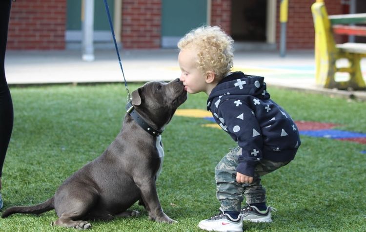 Allbluestaff Staffordshire Bull Terrier