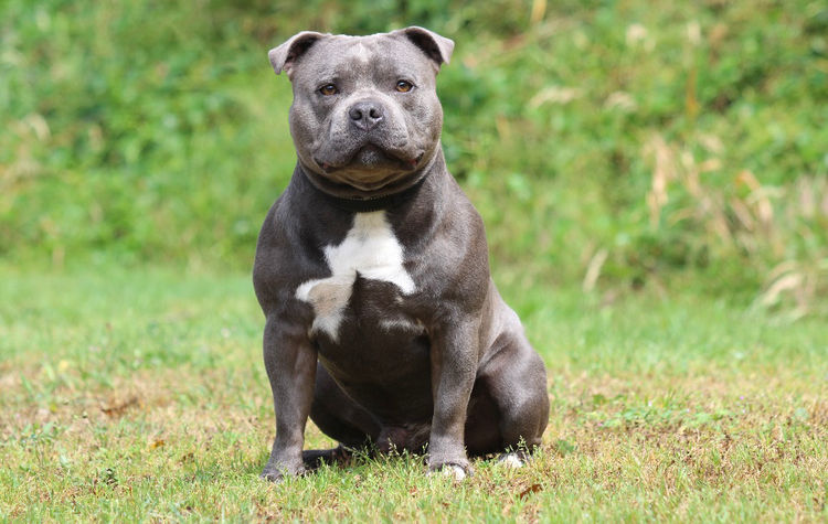 Allbluestaff Staffordshire Bull Terrier