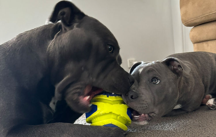 Allbluestaff Staffordshire Bull Terrier