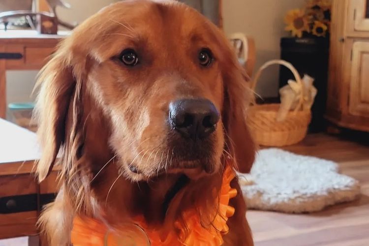 Solara Golden Retrievers