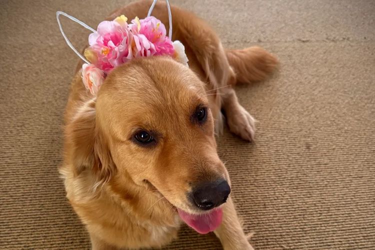 Solara Golden Retrievers