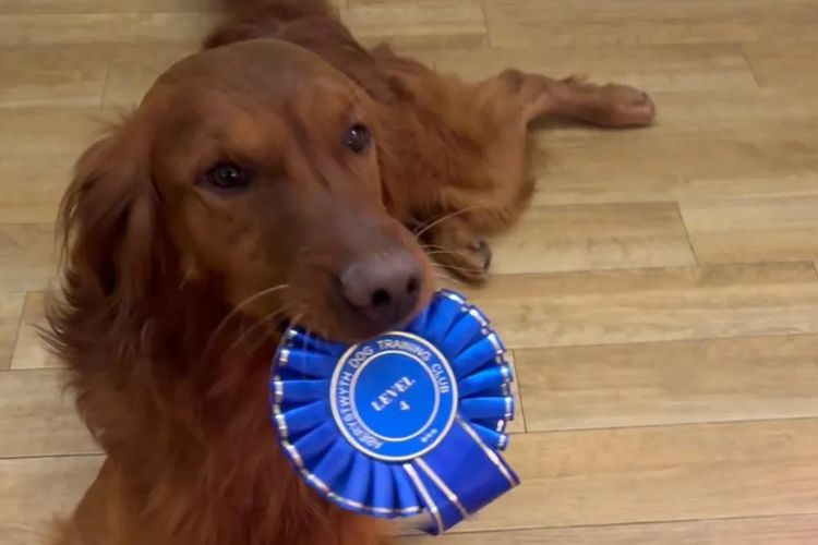 Solara Golden Retrievers
