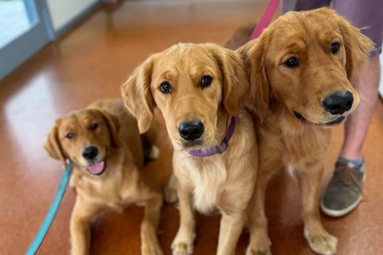 Solara Golden Retrievers