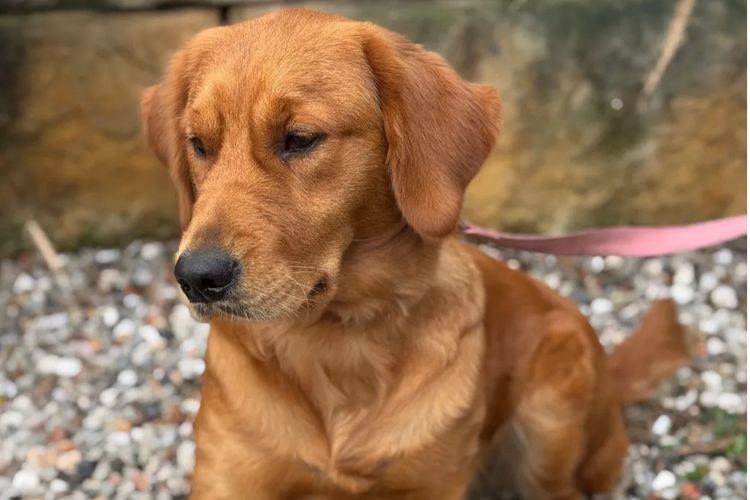 Solara Golden Retrievers