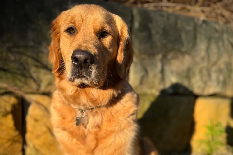 Solara Golden Retrievers