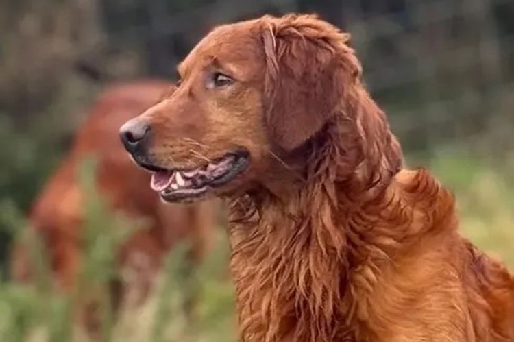 Solara Golden Retrievers