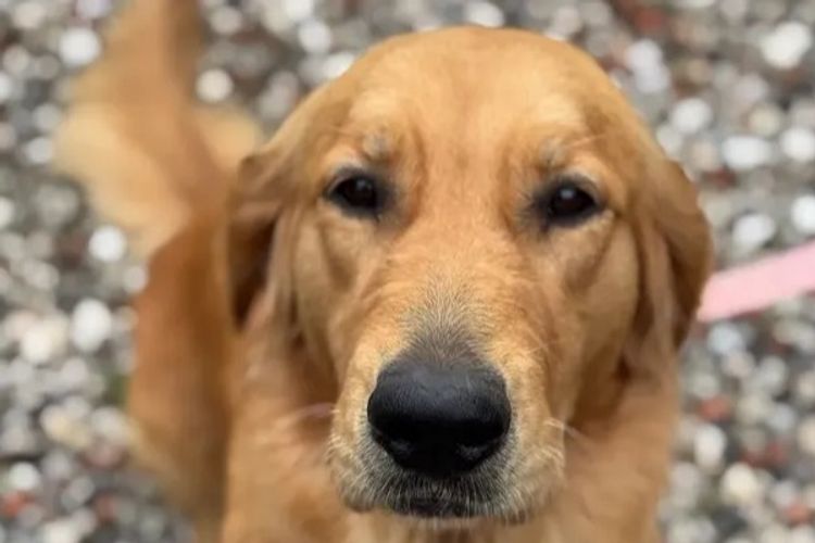 Solara Golden Retrievers