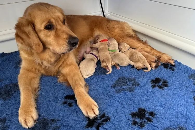 Solara Golden Retrievers