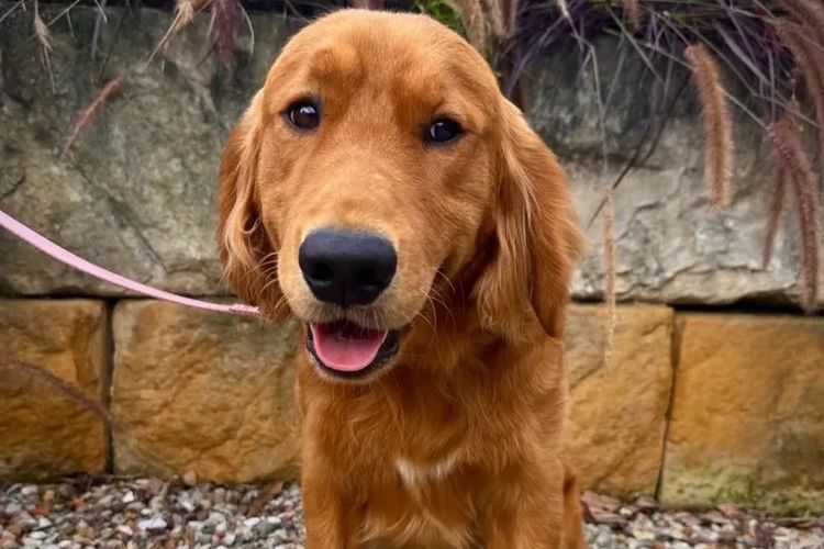 Solara Golden Retrievers