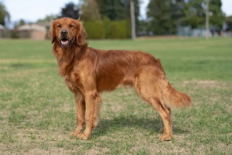 Solara Golden Retrievers