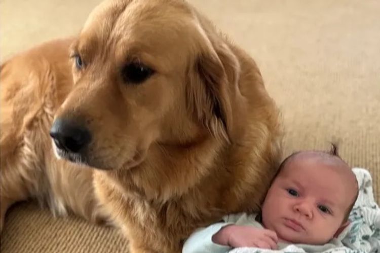 Solara Golden Retrievers
