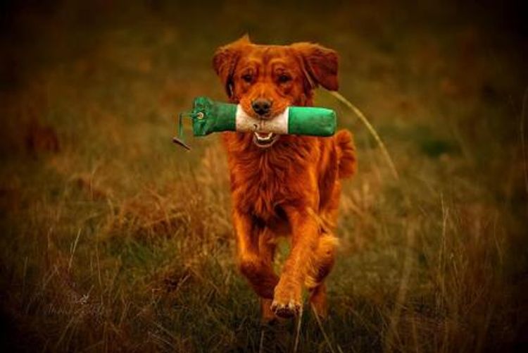 Solara Golden Retrievers