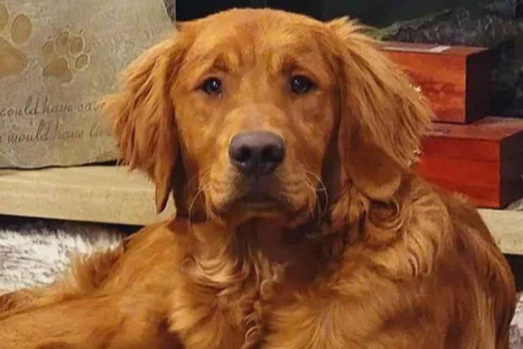 Solara Golden Retrievers