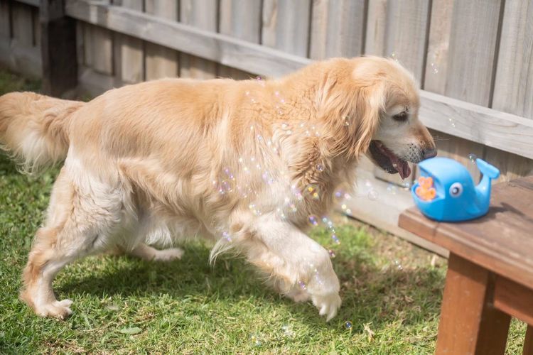 Floragold Golden Retrievers